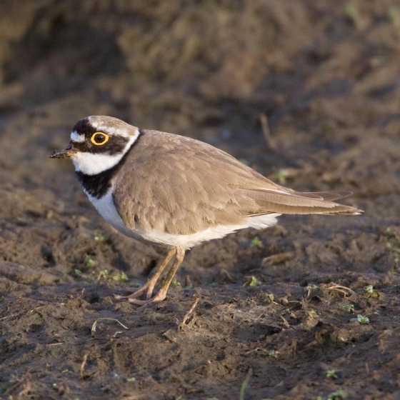 Little Ringed Plover BTO British Trust for Ornithology